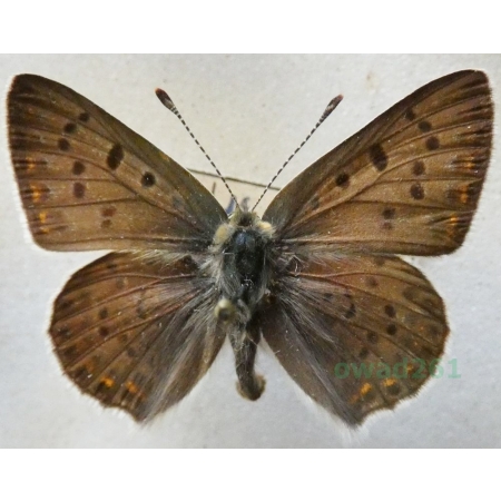 Lycaena tityrus (Poda, 1761) pair Czerwończyk uroczek Czech33l